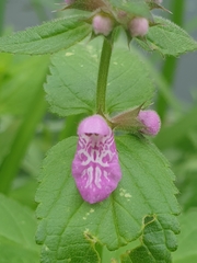 Stachys palustris