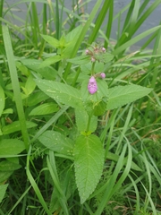 Stachys palustris