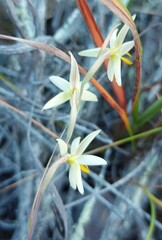 Hesperantha