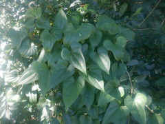 Dioscorea polystachya