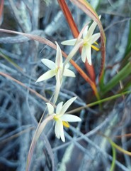 Hesperantha