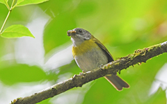 Chlorospingus flavopectus
