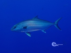 Seriola dumerili