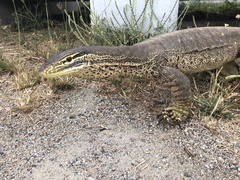 Varanus panoptes panoptes
