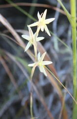 Hesperantha