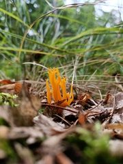 Calocera viscosa