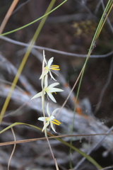 Hesperantha
