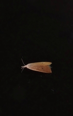 Scirpophaga incertulas