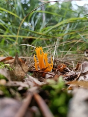 Calocera viscosa