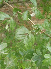 Crataegus monogyna