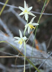 Hesperantha