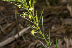 Acacia genistifolia