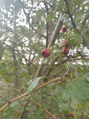 Crataegus monogyna
