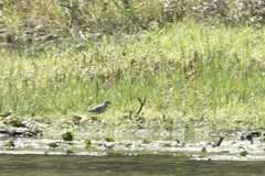 Pluvialis squatarola