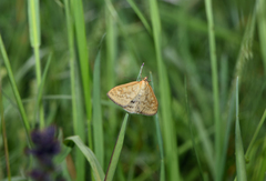 Sitochroa verticalis