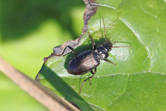 Nebria