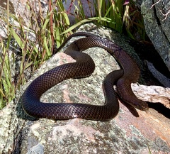 Pseudonaja inframacula