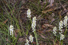 Stackhousia monogyna