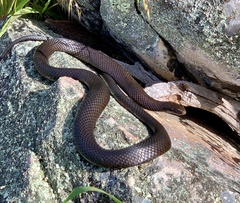 Pseudonaja inframacula