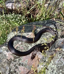 Pseudonaja inframacula