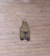 Psilocorsis quercicella