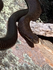 Pseudonaja inframacula