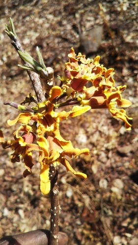 Strophanthus image