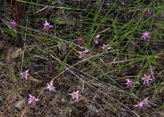 Romulea rosea australis