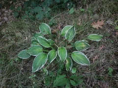 Hosta