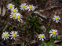 Brachyscome iberidifolia