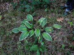 Hosta