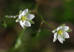 Spergula arvensis
