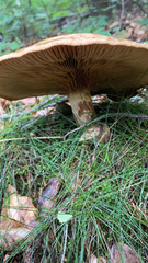 Paxillus involutus