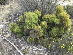 Isopogon ceratophyllus