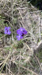 Glandularia aristigera