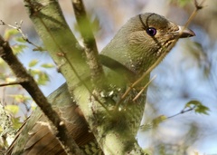 Ptilonorhynchus violaceus