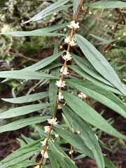 Pimelea axiflora axiflora