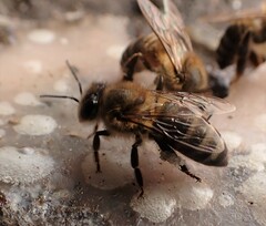 Apis mellifera capensis