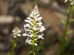 Stackhousia monogyna