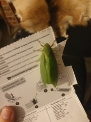 Cystosoma saundersii