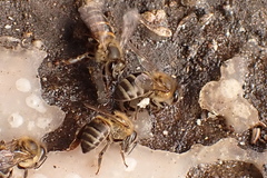 Apis mellifera capensis