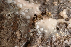 Apis mellifera capensis