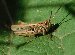 Chorthippus biguttulus