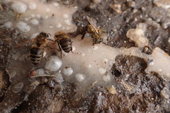 Apis mellifera capensis