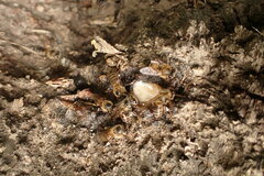 Apis mellifera capensis