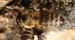 Apis mellifera capensis