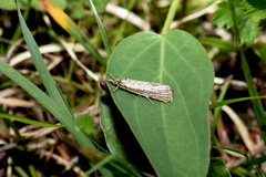 Thisanotia chrysonuchella