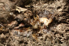 Apis mellifera capensis