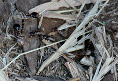 Hodotermes mossambicus