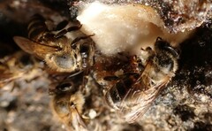 Apis mellifera capensis